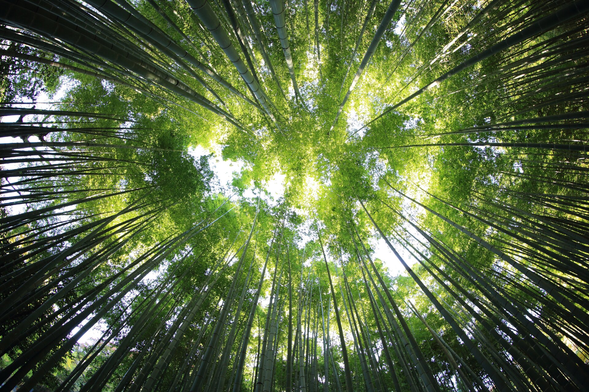 riforestazione.jpg
